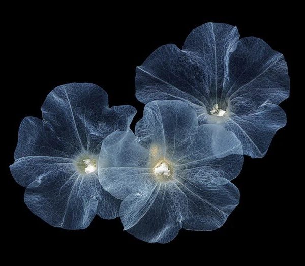 delicate-petunia-03-canvas-framed