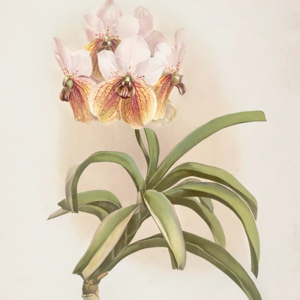 vintage-botanical-orchid-3-size-d-framed